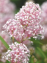 Bild von Rosa Säckelblume 'Marie Simone' im Onlineshop von Bohlken Pflanzenversand GbR