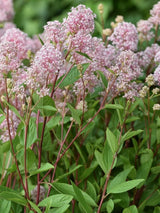 Bild von Rosa Säckelblume 'Marie Simone' im Onlineshop von Bohlken Pflanzenversand GbR