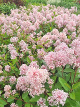 Bild von Rosa Säckelblume 'Marie Simone' im Onlineshop von Bohlken Pflanzenversand GbR