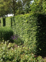 Bild von Rotbuche im Onlineshop von Bohlken Pflanzenversand GbR