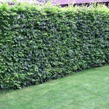 Bild von Rotbuche im Onlineshop von Bohlken Pflanzenversand GbR