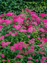 Bild von Rote Sommerspiere 'Anthony Waterer' im Onlineshop von Bohlken Pflanzenversand GbR