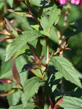 Bild von Rote Sommerspiere 'Anthony Waterer' im Onlineshop von Bohlken Pflanzenversand GbR