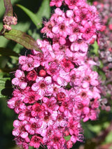 Bild von Rote Sommerspiere 'Anthony Waterer' im Onlineshop von Bohlken Pflanzenversand GbR