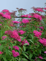 Bild von Rote Sommerspiere 'Anthony Waterer' im Onlineshop von Bohlken Pflanzenversand GbR