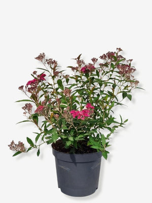 Bild von Rote Sommerspiere 'Anthony Waterer' im Onlineshop von Bohlken Pflanzenversand GbR