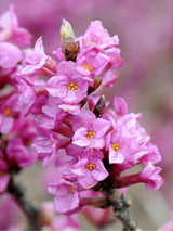 Bild von Roter Märzenseidelbast 'Rubra' im Onlineshop von Bohlken Pflanzenversand GbR