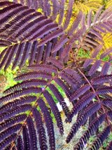 Bild von Roter Seidenbaum, Schlafbaum 'Summer Chocolate' ® im Onlineshop von Bohlken Pflanzenversand GbR