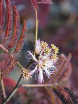 Bild von Roter Seidenbaum, Schlafbaum 'Summer Chocolate' ® im Onlineshop von Bohlken Pflanzenversand GbR