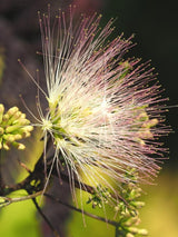 Bild von Roter Seidenbaum, Schlafbaum 'Summer Chocolate' ® im Onlineshop von Bohlken Pflanzenversand GbR