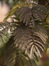 Bild von Roter Seidenbaum, Schlafbaum 'Summer Chocolate' ® im Onlineshop von Bohlken Pflanzenversand GbR