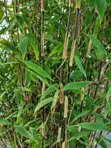 Bild von Roter Zebrabambus 'Red Zebra'® im Onlineshop von Bohlken Pflanzenversand GbR