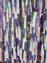 Bild von Roter Zebrabambus 'Red Zebra'® im Onlineshop von Bohlken Pflanzenversand GbR