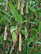 Bild von Roter Zebrabambus 'Red Zebra'® im Onlineshop von Bohlken Pflanzenversand GbR