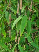 Bild von Roter Zebrabambus 'Red Zebra'® im Onlineshop von Bohlken Pflanzenversand GbR