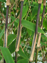 Bild von Roter Zebrabambus 'Red Zebra'® im Onlineshop von Bohlken Pflanzenversand GbR