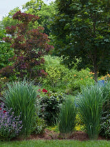 Bild von Rutenhirse, Zierhirse 'Northwind' im Onlineshop von Bohlken Pflanzenversand GbR