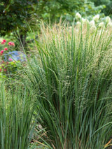 Bild von Rutenhirse, Zierhirse 'Northwind' im Onlineshop von Bohlken Pflanzenversand GbR