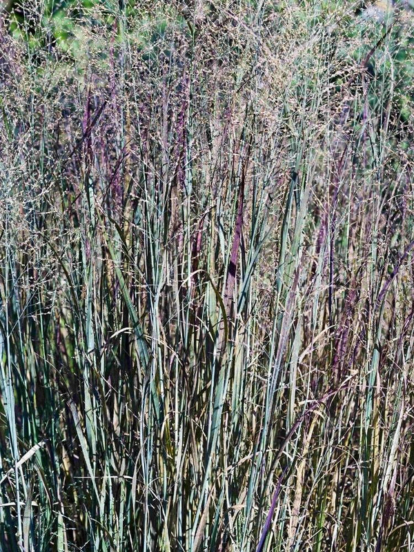 Bild von Rutenhirse, Zierhirse 'Prairie Sky' im Onlineshop von Bohlken Pflanzenversand GbR