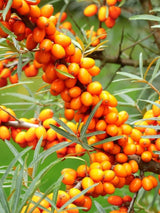 Bild von Sanddorn weiblich 'Leikora', Hippophae rhamnoides 'Leikora' im Onlineshop von Bohlken Pflanzenversand GbR