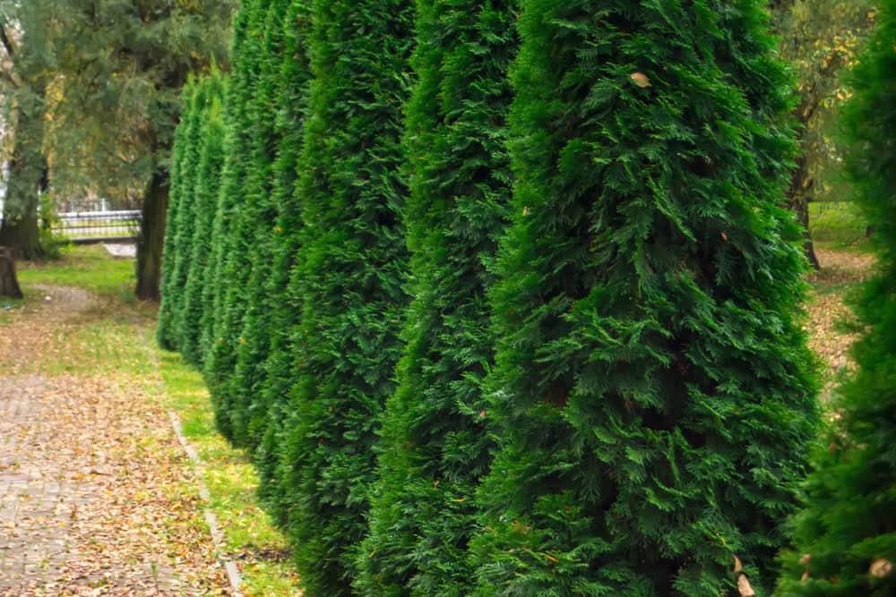 thuja säulenform Jetzt Säulen Thuja 'Malonyana' online kaufen bei Bohlken Pflanzenversand –  Bohlken Pflanzenversand GbR