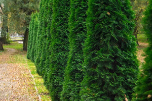 Bild von Säulen Thuja 'Malonyana' im Onlineshop von Bohlken Pflanzenversand GbR