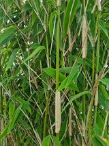 Bild von Säulenbambus 'Maasai'® im Onlineshop von Bohlken Pflanzenversand GbR