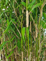 Bild von Säulenbambus 'Maasai'® im Onlineshop von Bohlken Pflanzenversand GbR