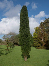 Bild von Säuleneibe 'Fastigiata Robusta' im Onlineshop von Bohlken Pflanzenversand GbR