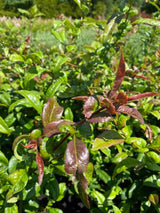 Bild von Scheinquitte, Japanische Zierquitte 'Nivalis' im Onlineshop von Bohlken Pflanzenversand GbR