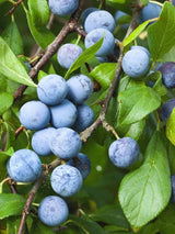 Bild von Schlehe, Schwarzdorn im Onlineshop von Bohlken Pflanzenversand GbR