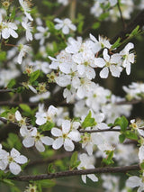 Bild von Schlehe, Schwarzdorn im Onlineshop von Bohlken Pflanzenversand GbR