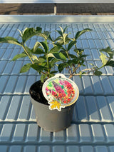 Bild von Schmetterlingsflieder, Sommerflieder 'Flower Power' ® im Onlineshop von Bohlken Pflanzenversand GbR