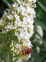 Bild von Schmetterlingsflieder, Sommerflieder Free Petite ® 'Snow White' im Onlineshop von Bohlken Pflanzenversand GbR