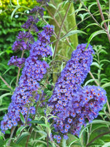 Bild von Schmetterlingsflieder, Sommerflieder 'Nanho Blue' im Onlineshop von Bohlken Pflanzenversand GbR