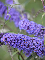 Bild von Schmetterlingsflieder, Sommerflieder 'Nanho Blue' im Onlineshop von Bohlken Pflanzenversand GbR