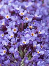 Bild von Schmetterlingsflieder, Sommerflieder 'Nanho Blue' im Onlineshop von Bohlken Pflanzenversand GbR
