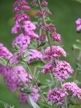 Bild von Schmetterlingsflieder, Sommerflieder 'Pink Panther' ® im Onlineshop von Bohlken Pflanzenversand GbR