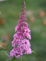 Bild von Schmetterlingsflieder, Sommerflieder 'Pink Panther' ® im Onlineshop von Bohlken Pflanzenversand GbR