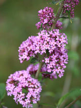 Bild von Schmetterlingsflieder, Sommerflieder 'Pink Panther' ® im Onlineshop von Bohlken Pflanzenversand GbR