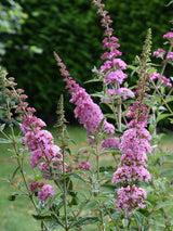 Bild von Schmetterlingsflieder, Sommerflieder 'Pink Panther' ® im Onlineshop von Bohlken Pflanzenversand GbR