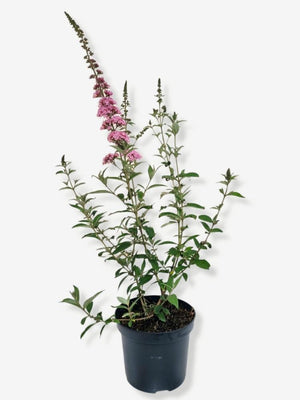Bild von Schmetterlingsflieder, Sommerflieder 'Pink Panther' ® im Onlineshop von Bohlken Pflanzenversand GbR
