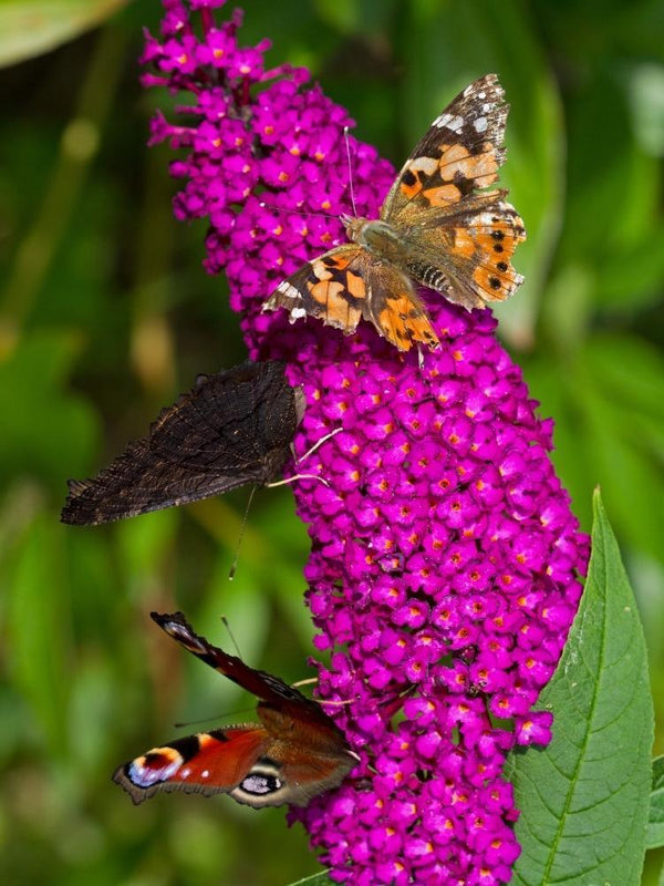 Bild von Schmetterlingsflieder, Sommerflieder 'Royal Red' im Onlineshop von Bohlken Pflanzenversand GbR