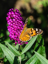 Bild von Schmetterlingsflieder, Sommerflieder 'Royal Red' im Onlineshop von Bohlken Pflanzenversand GbR