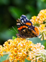 Bild von Schmetterlingsflieder, Sommerflieder 'Sungold' im Onlineshop von Bohlken Pflanzenversand GbR