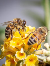 Bild von Schmetterlingsflieder, Sommerflieder 'Sungold' im Onlineshop von Bohlken Pflanzenversand GbR
