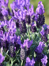 Bild von Schopf-Lavendel 'Giant Summer' im Onlineshop von Bohlken Pflanzenversand GbR