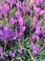 Bild von Schopf-Lavendel 'Giant Summer' im Onlineshop von Bohlken Pflanzenversand GbR
