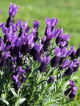 Bild von Schopf-Lavendel 'Giant Summer' im Onlineshop von Bohlken Pflanzenversand GbR