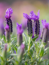 Bild von Schopf-Lavendel im Onlineshop von Bohlken Pflanzenversand GbR